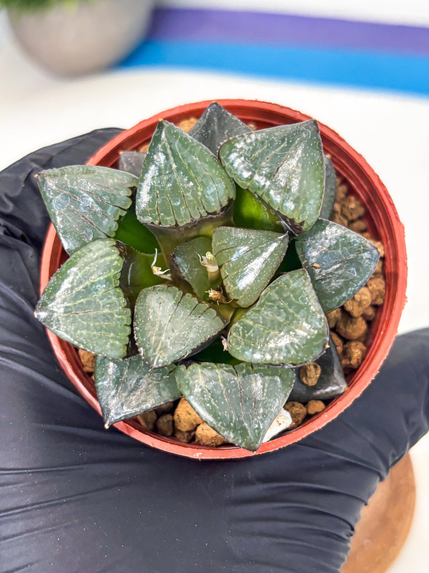 Haworthia Riyuentan (wa7) (g2) | Rare Import