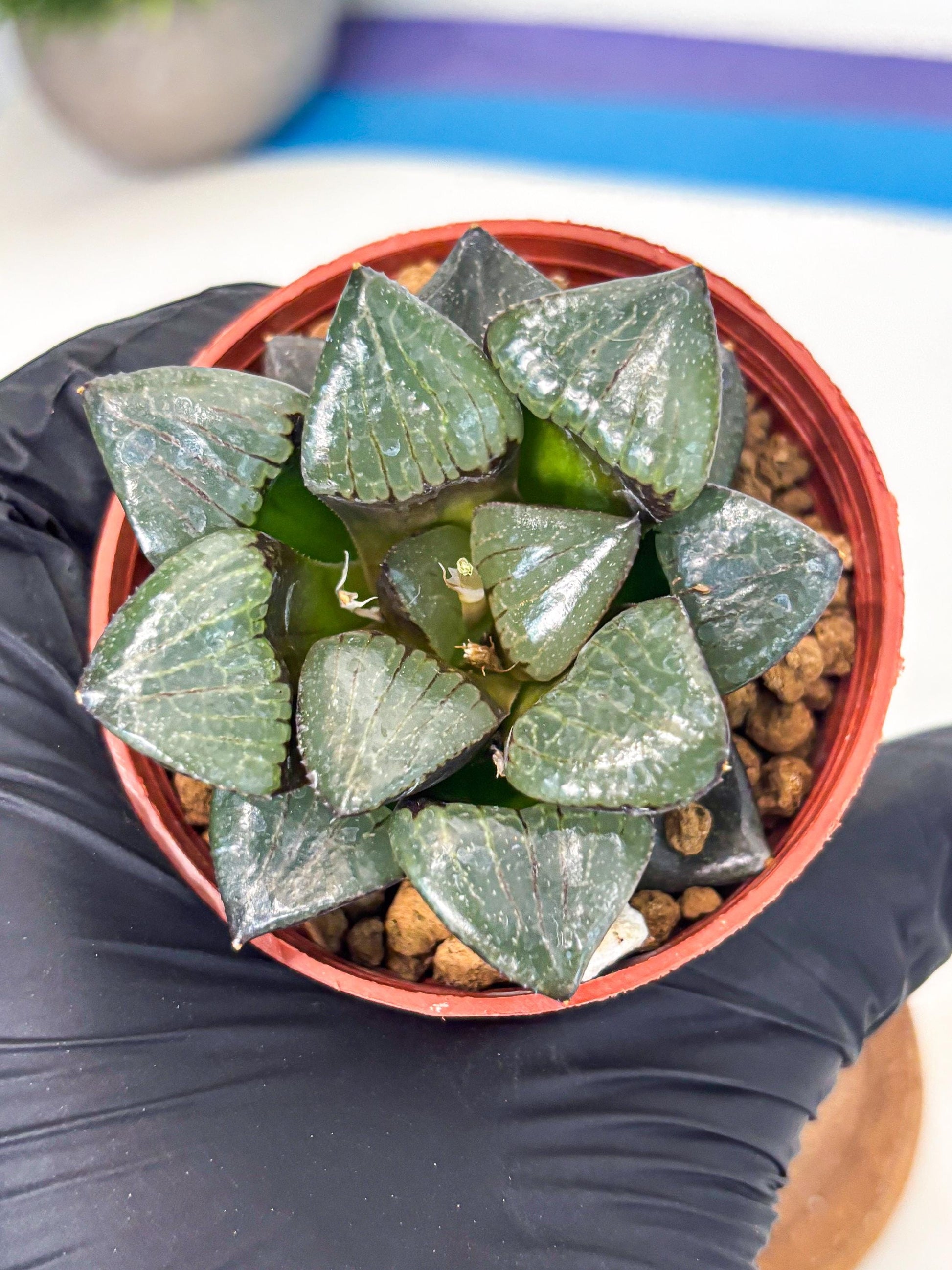 Haworthia Riyuentan (wa7) (g2) | Rare Import