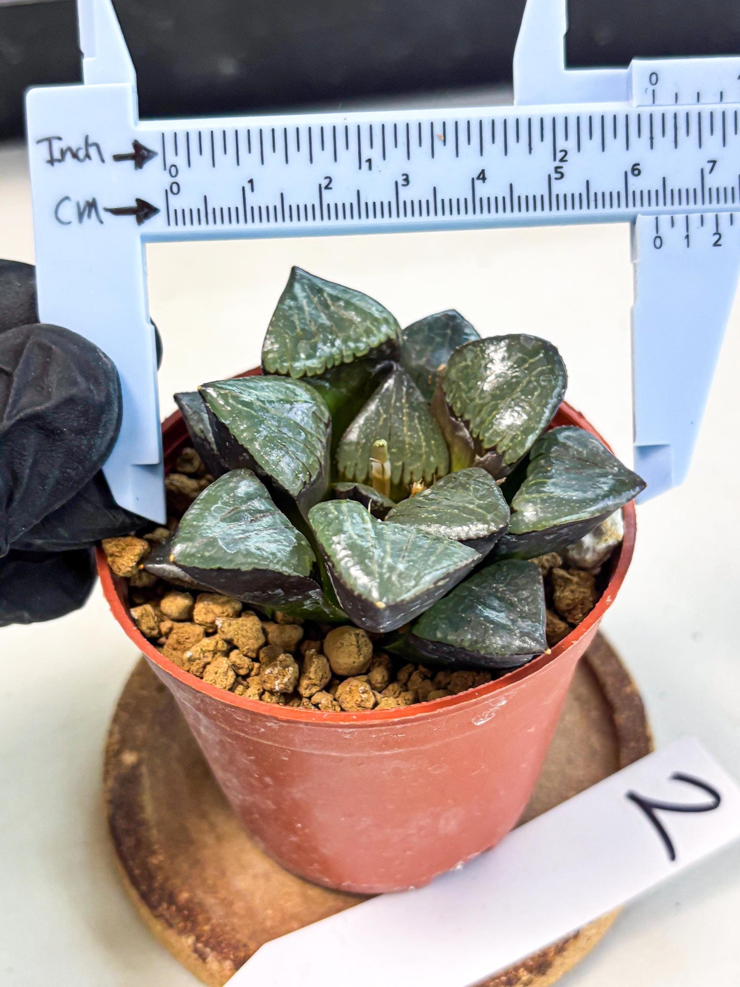Haworthia Riyuentan (wa7) (g2) | Rare Import