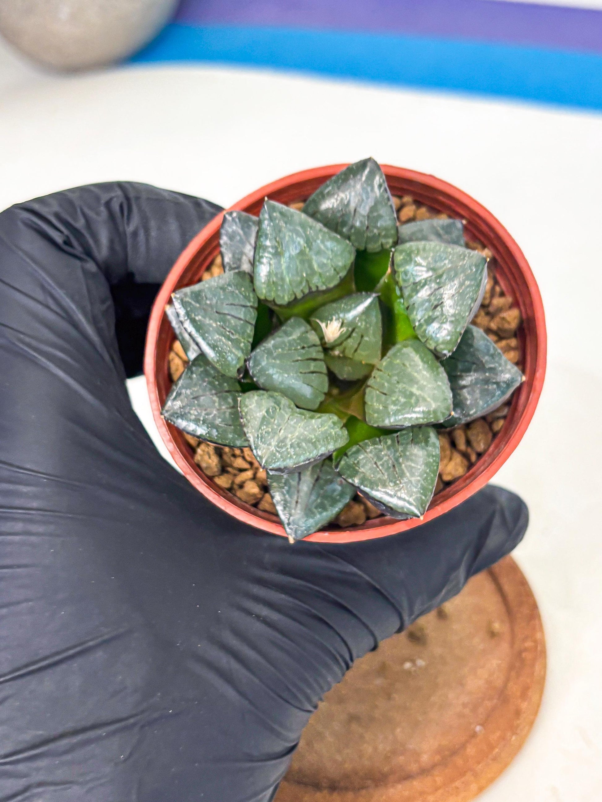 Haworthia Riyuentan (wa7) (g3) | Rare Import