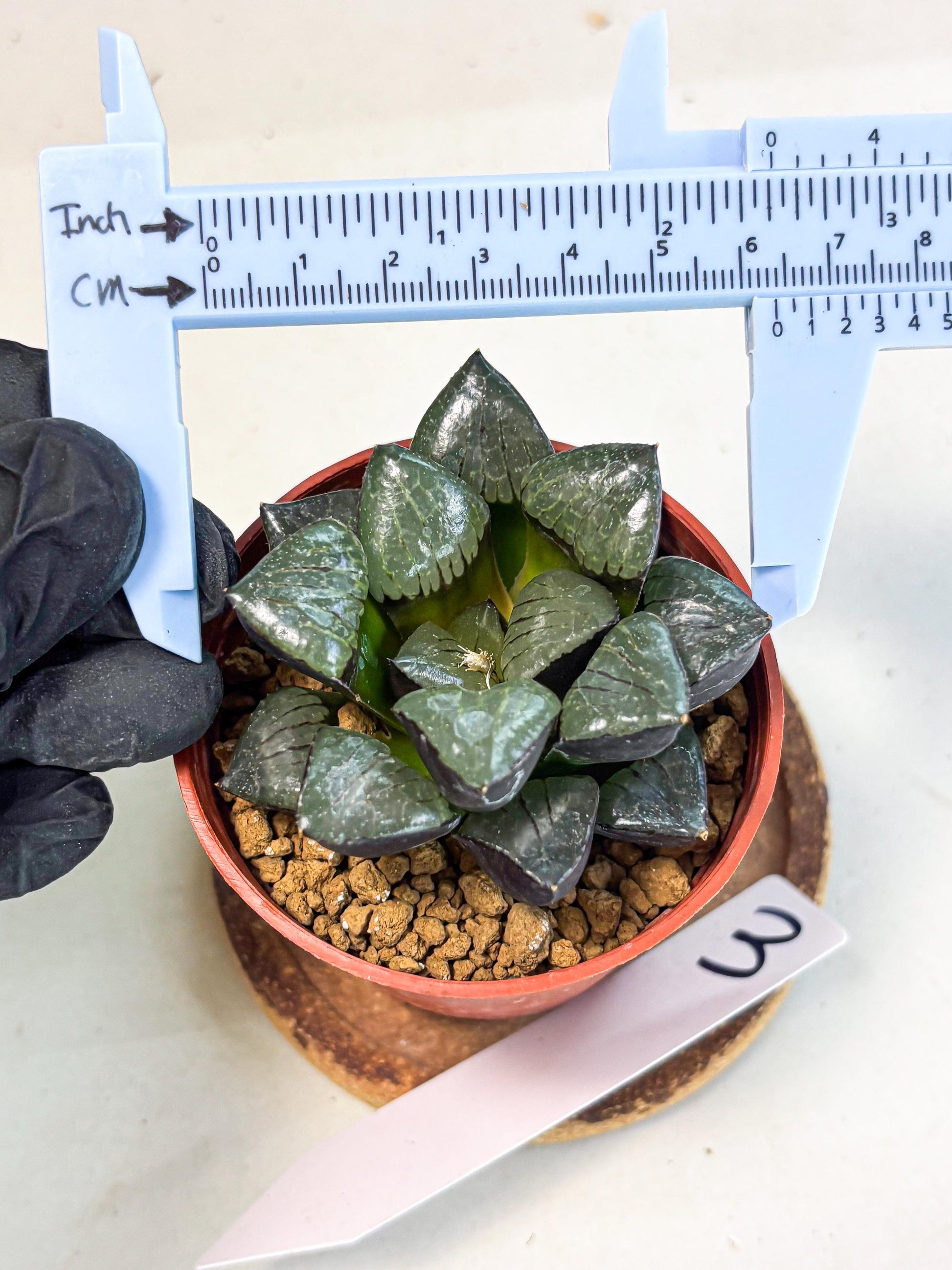 Haworthia Riyuentan (wa7) (g3) | Rare Import
