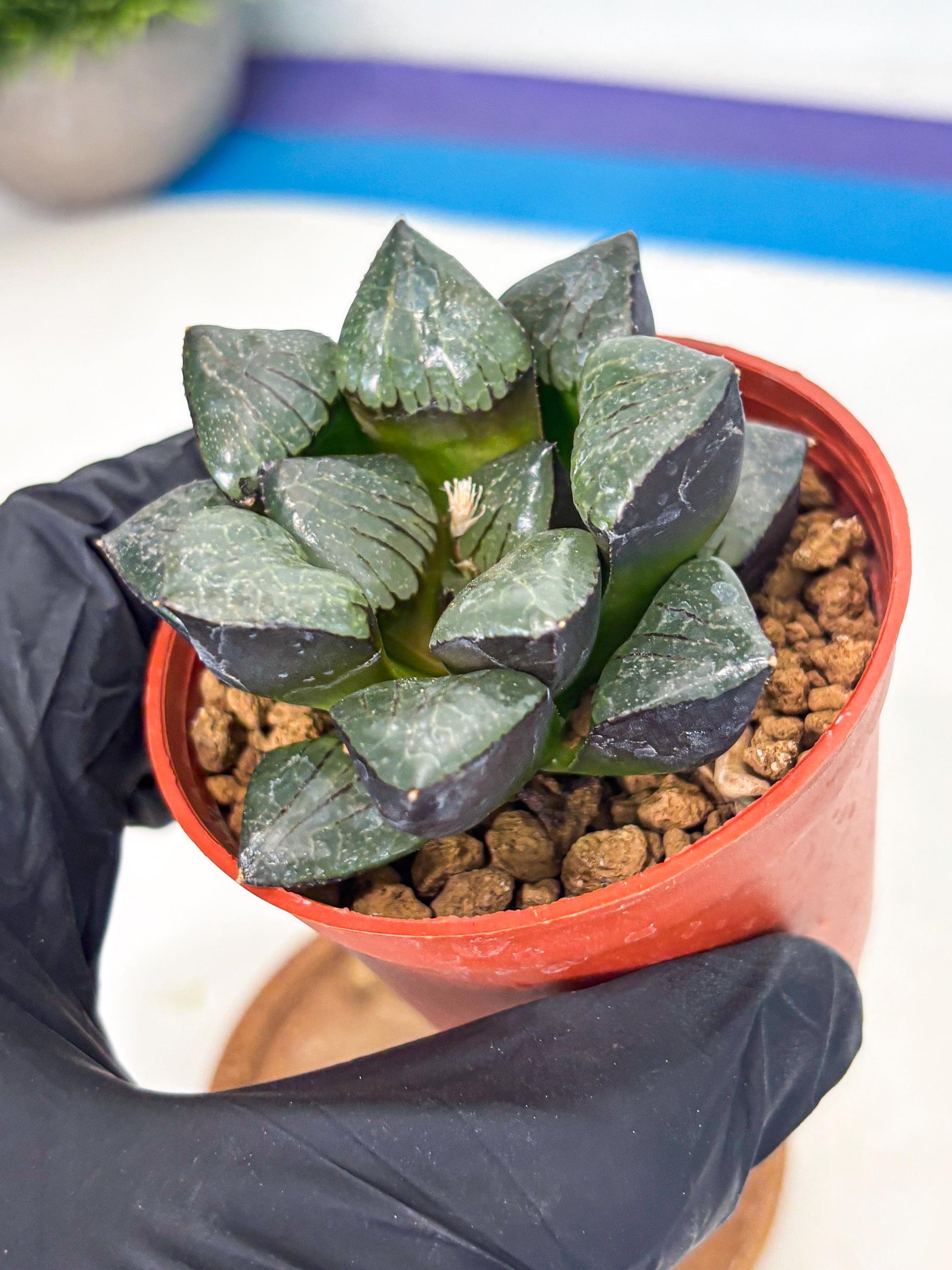 Haworthia Riyuentan (wa7) (g3) | Rare Import