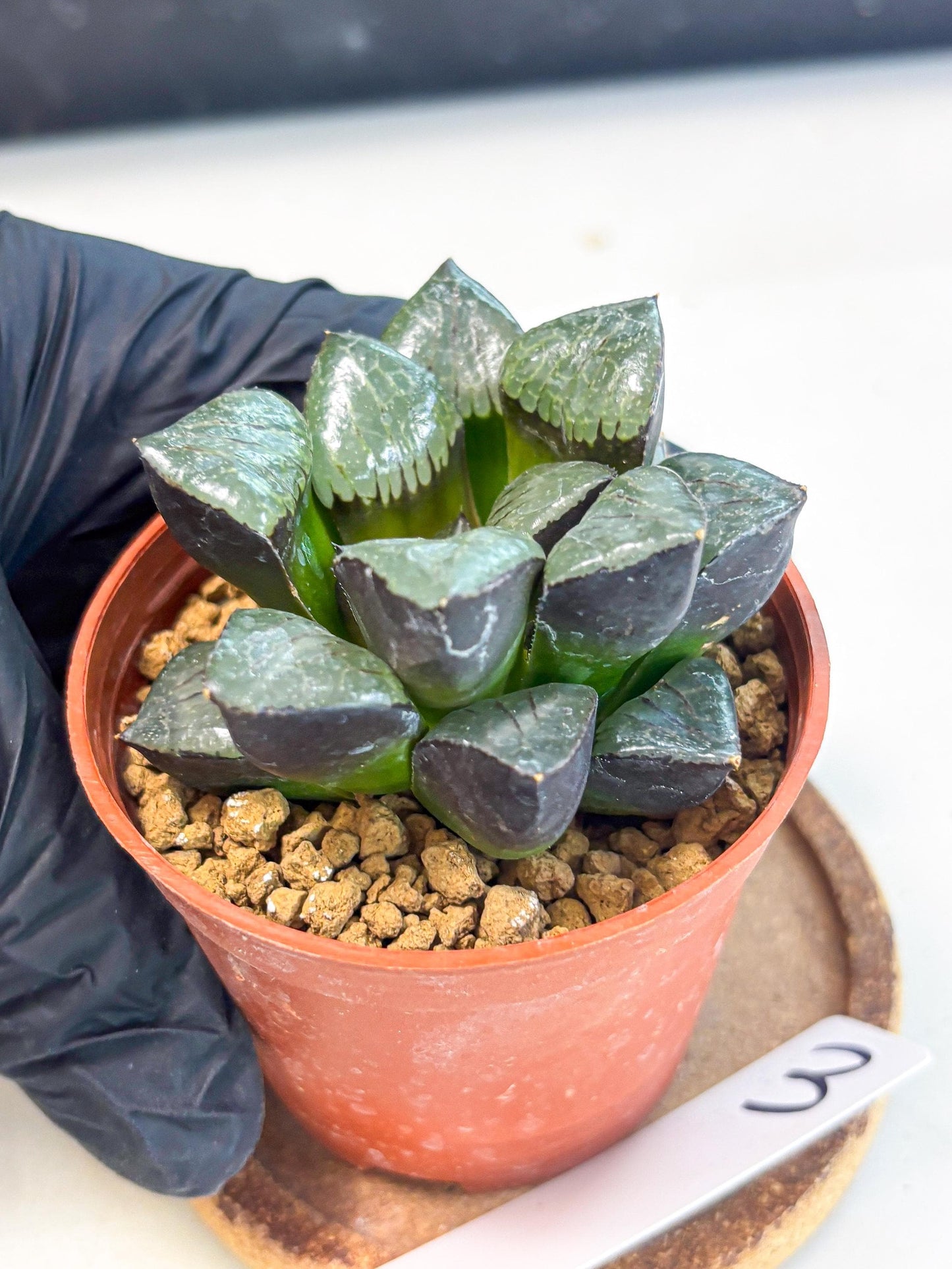 Haworthia Riyuentan (wa7) (g3) | Rare Import