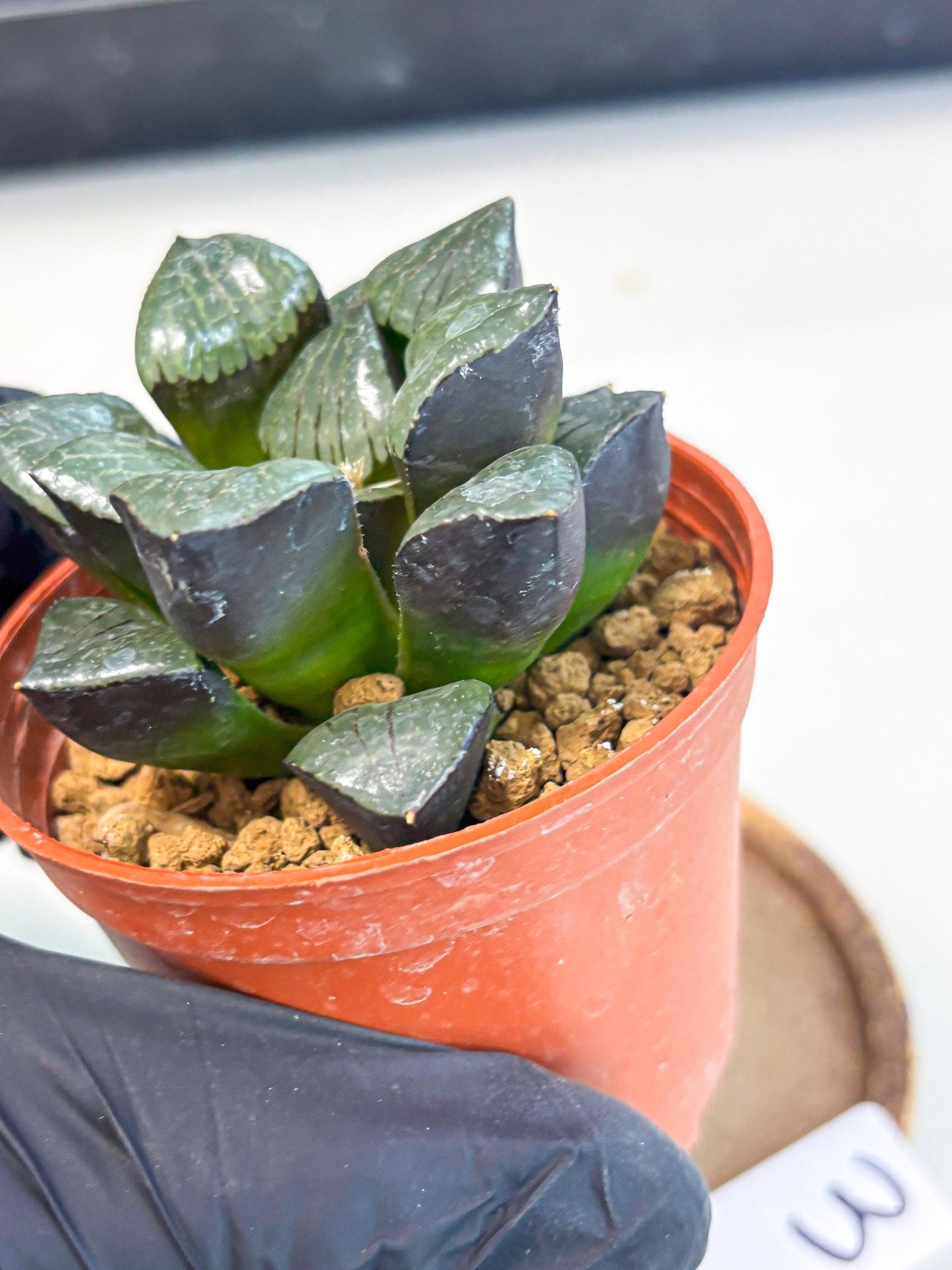 Haworthia Riyuentan (wa7) (g3) | Rare Import