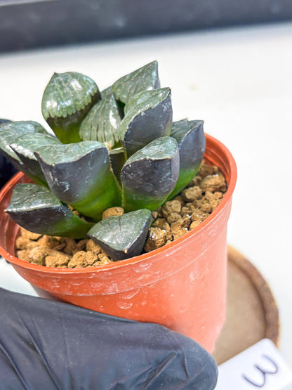 Haworthia Riyuentan (wa7) (g3) | Rare Import