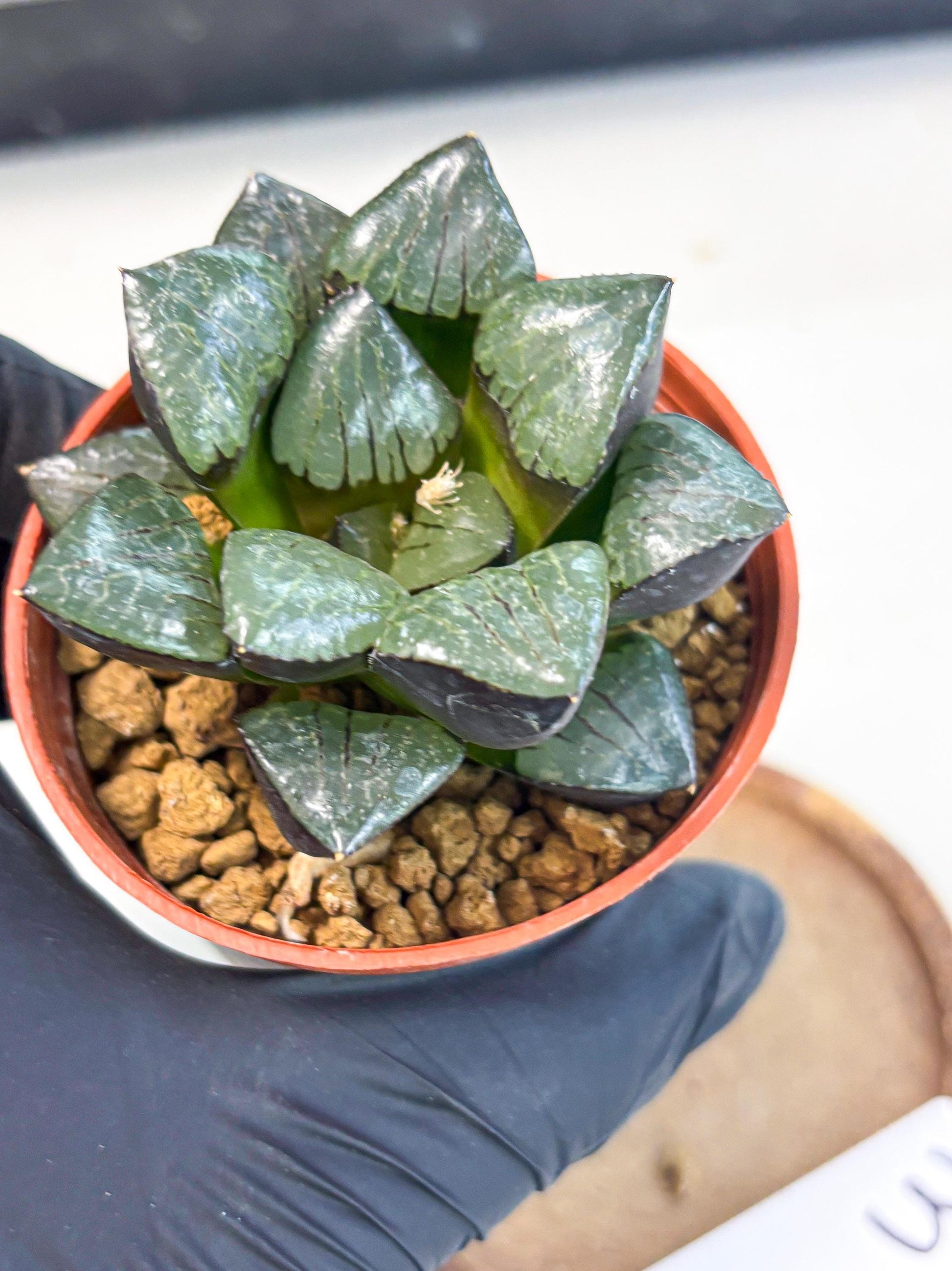 Haworthia Riyuentan (wa7) (g3) | Rare Import