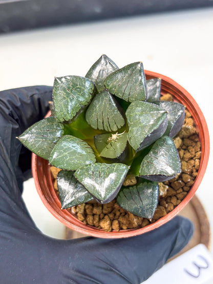 Haworthia Riyuentan (wa7) (g3) | Rare Import
