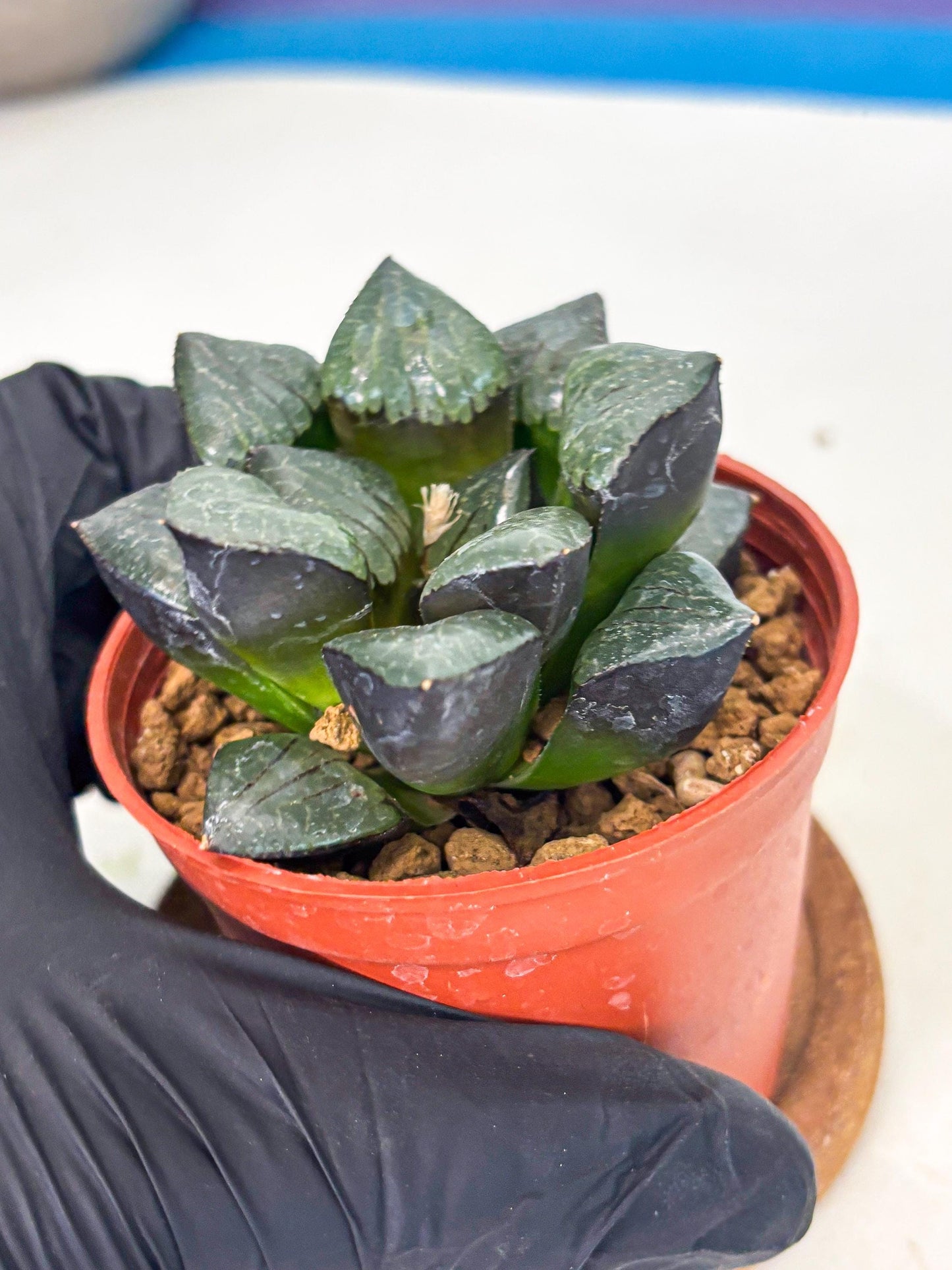 Haworthia Riyuentan (wa7) (g3) | Rare Import