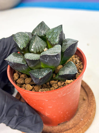 Haworthia Riyuentan (wa7) (g3) | Rare Import
