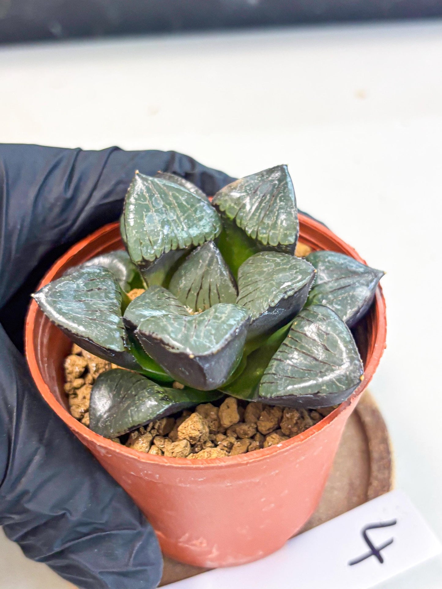 Haworthia Riyuentan (wa7) (g4) | Rare Import