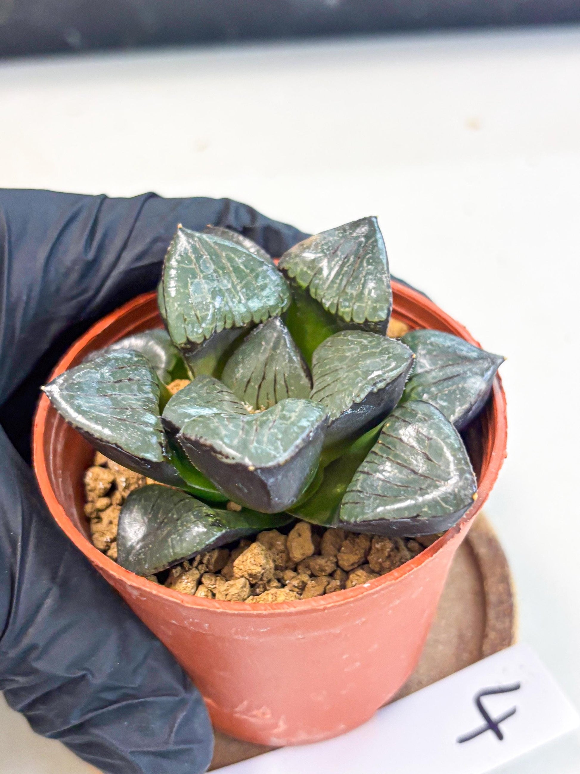 Haworthia Riyuentan (wa7) (g4) | Rare Import
