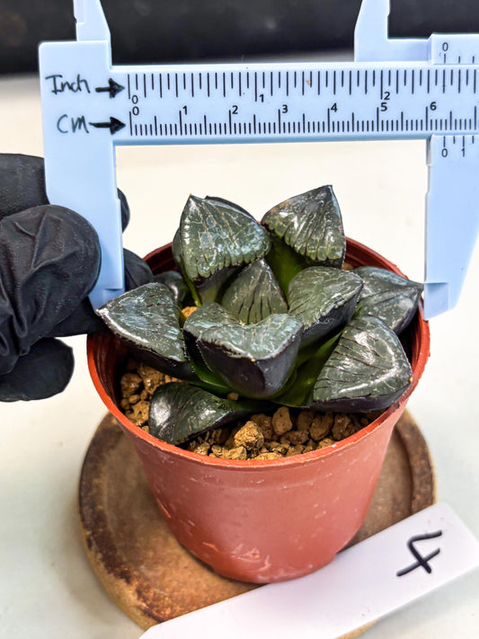Haworthia Riyuentan (wa7) (g4) | Rare Import