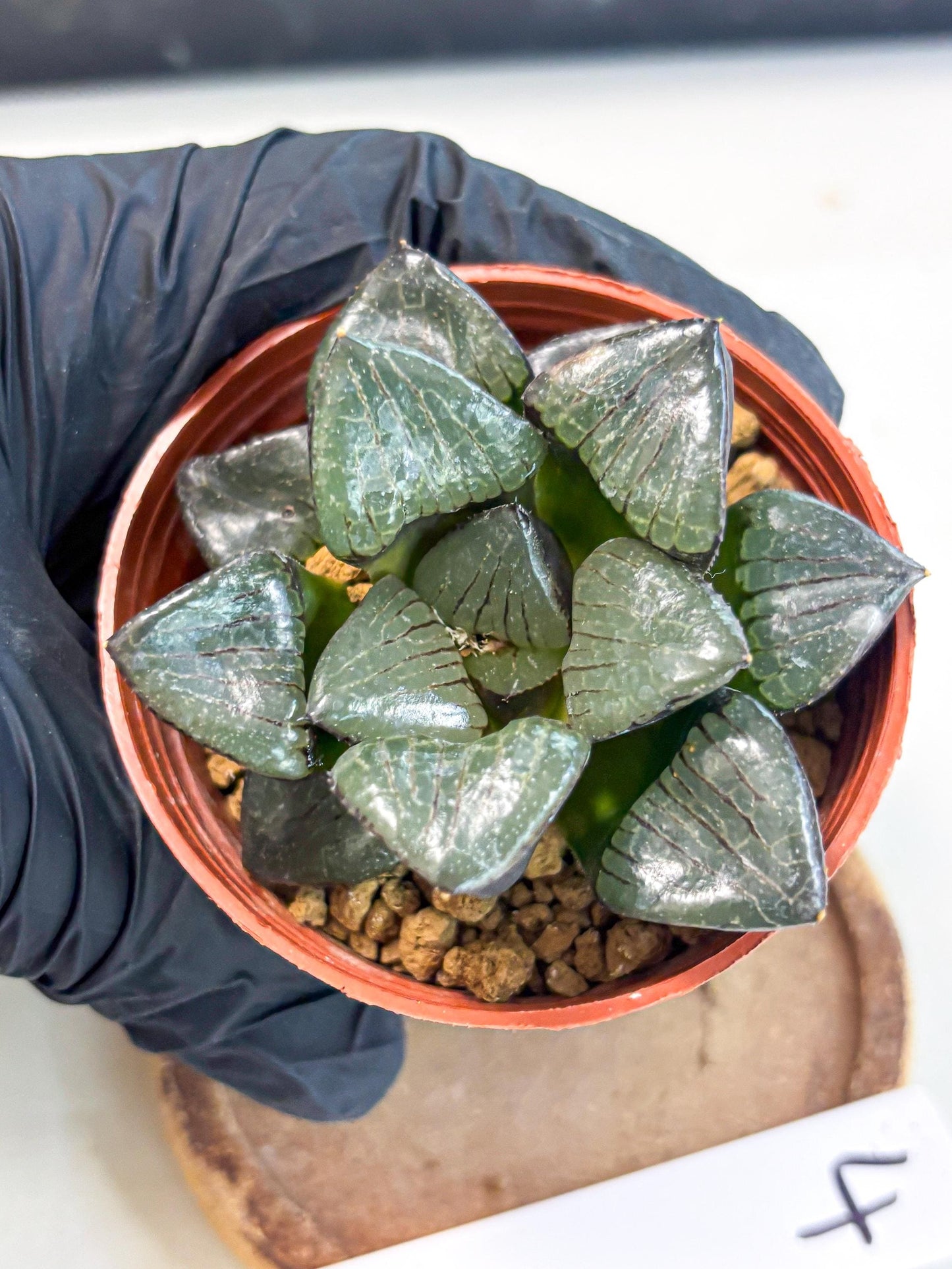 Haworthia Riyuentan (wa7) (g4) | Rare Import