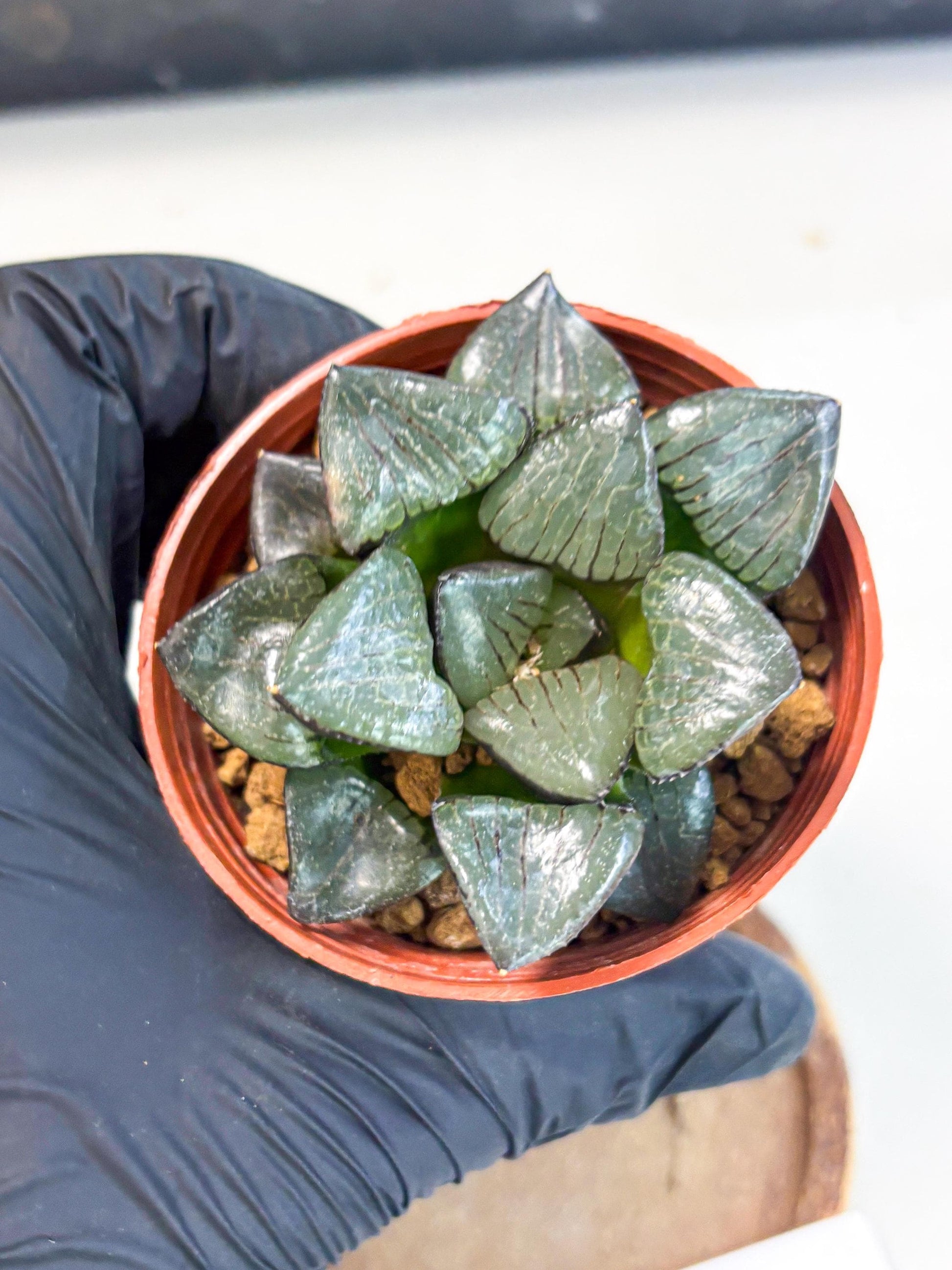 Haworthia Riyuentan (wa7) (g4) | Rare Import