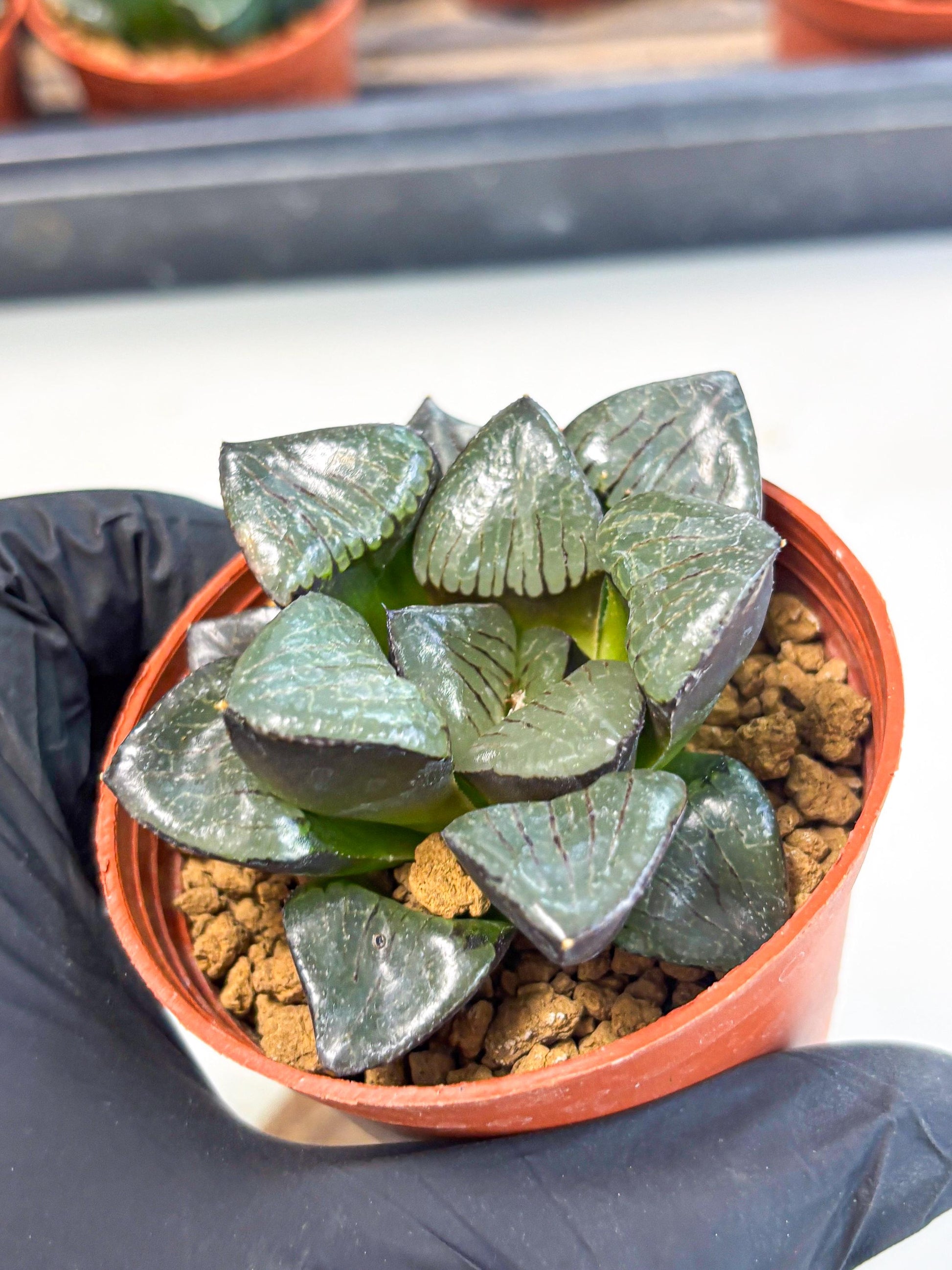 Haworthia Riyuentan (wa7) (g4) | Rare Import