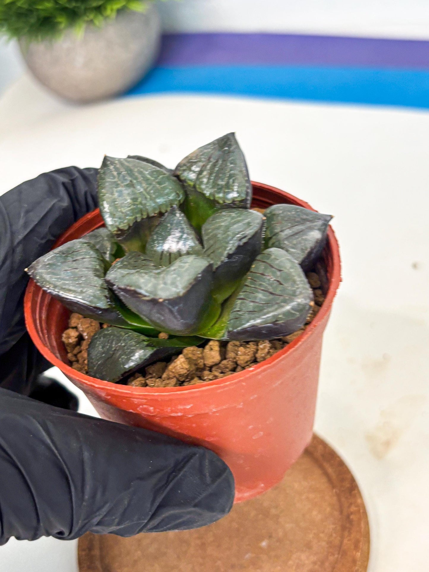 Haworthia Riyuentan (wa7) (g4) | Rare Import
