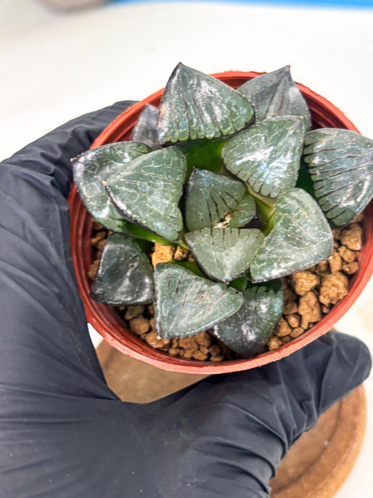 Haworthia Riyuentan (wa7) (g4) | Rare Import