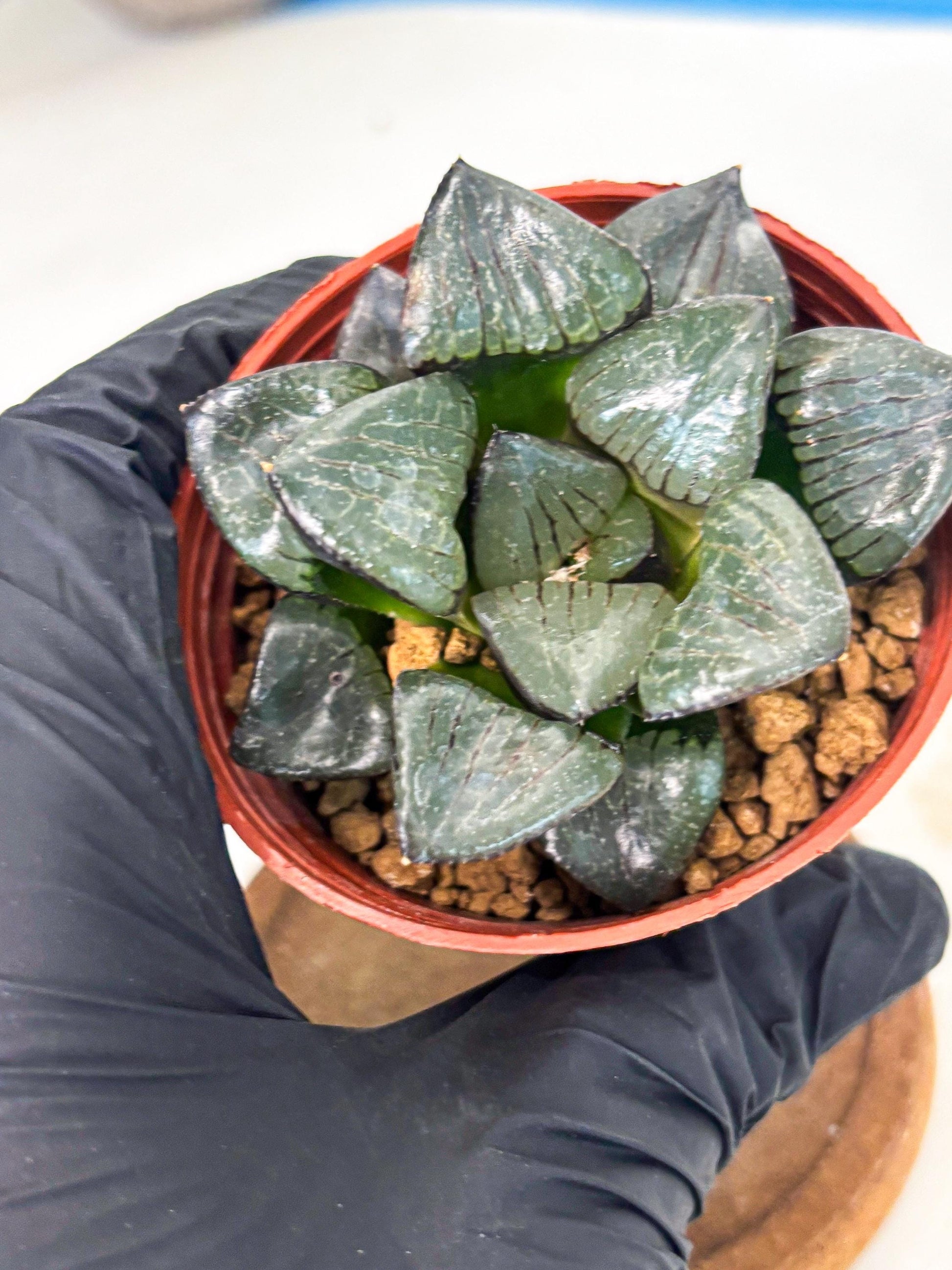 Haworthia Riyuentan (wa7) (g4) | Rare Import