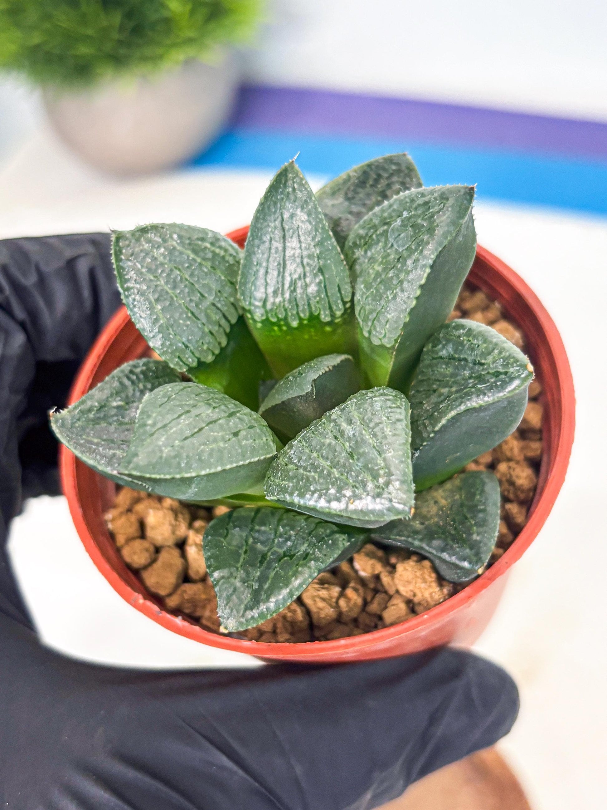 Haworthia Xianggua Dao (wa7) (g5) | Rare Import