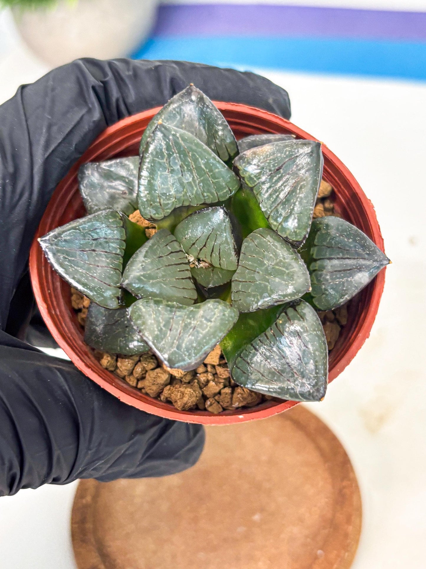 Haworthia Riyuentan (wa7) (g4) | Rare Import