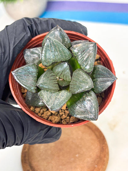Haworthia Riyuentan (wa7) (g4) | Rare Import