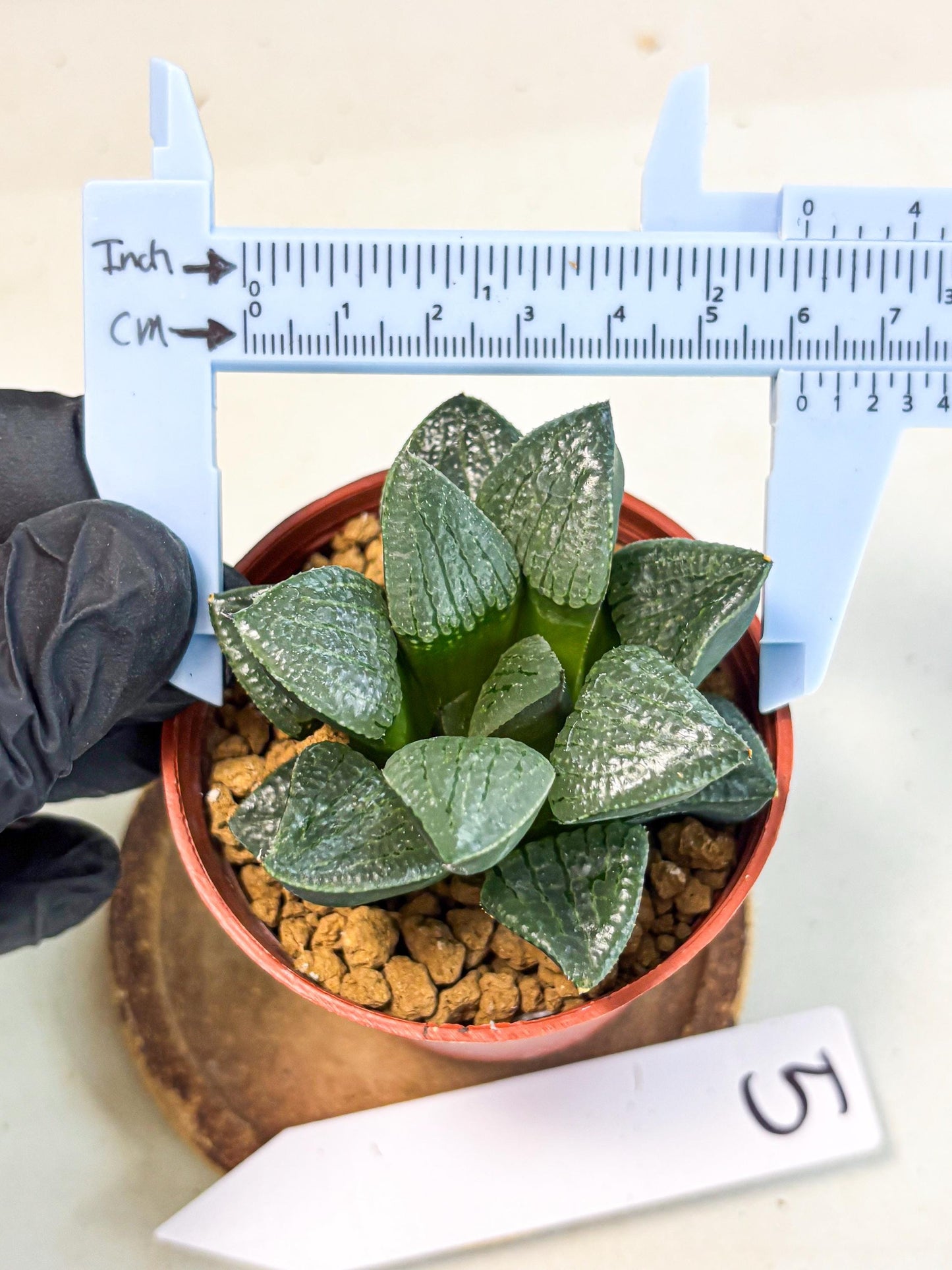 Haworthia Xianggua Dao (wa7) (g5) | Rare Import