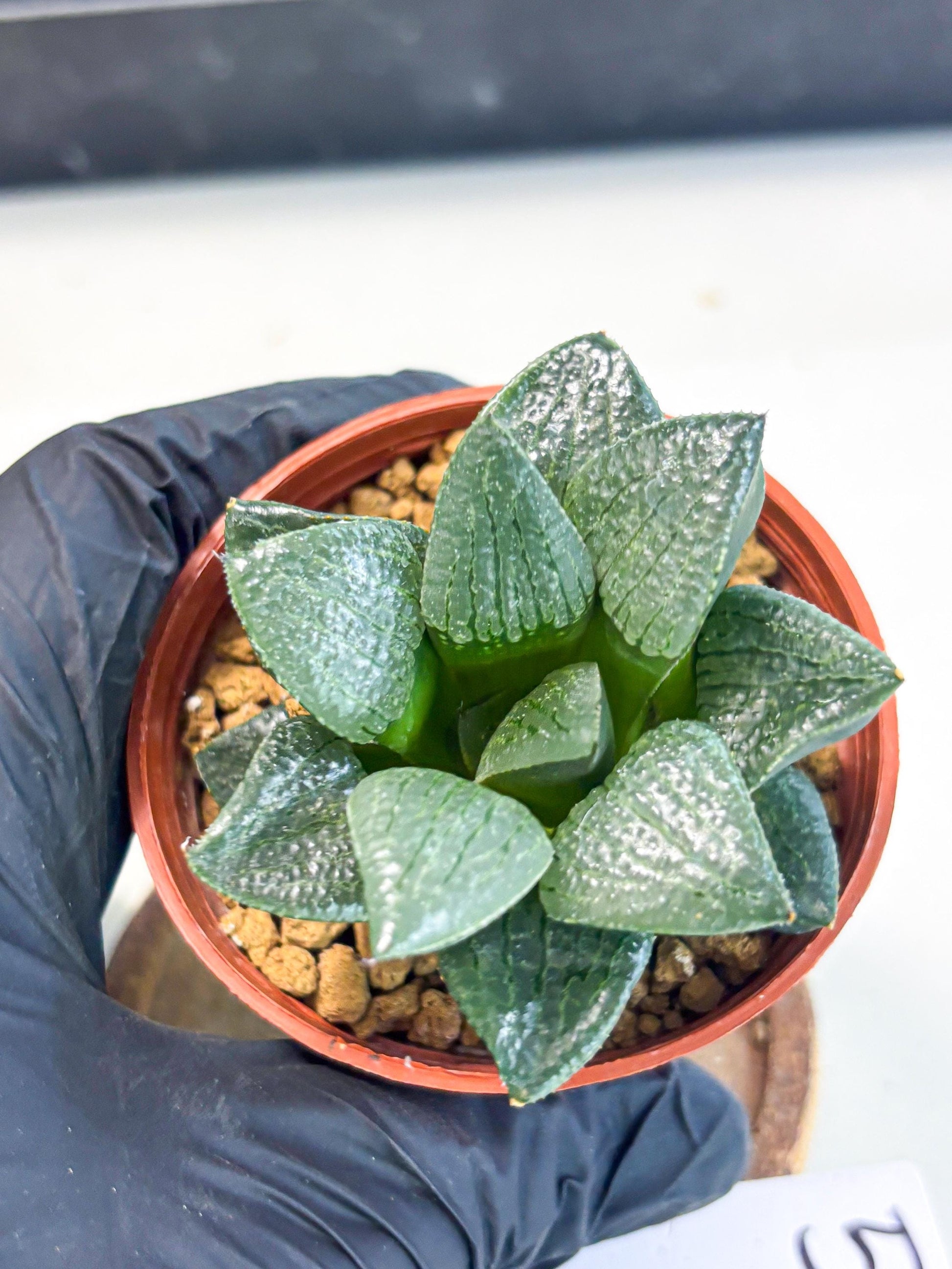 Haworthia Xianggua Dao (wa7) (g5) | Rare Import