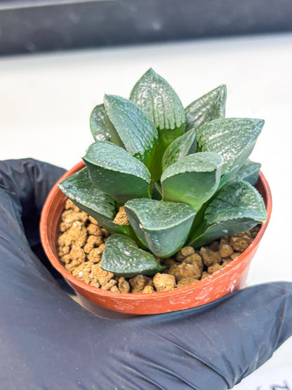 Haworthia Xianggua Dao (wa7) (g5) | Rare Import