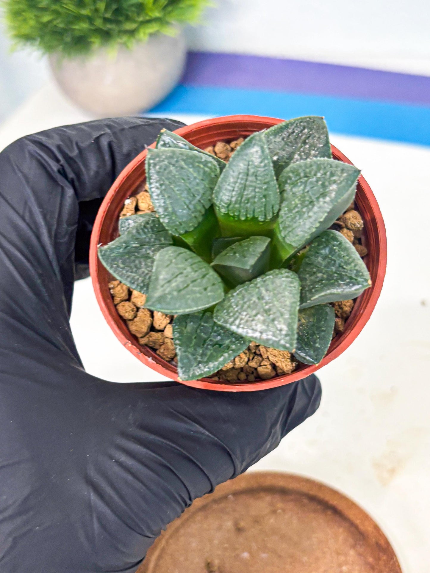 Haworthia Xianggua Dao (wa7) (g5) | Rare Import