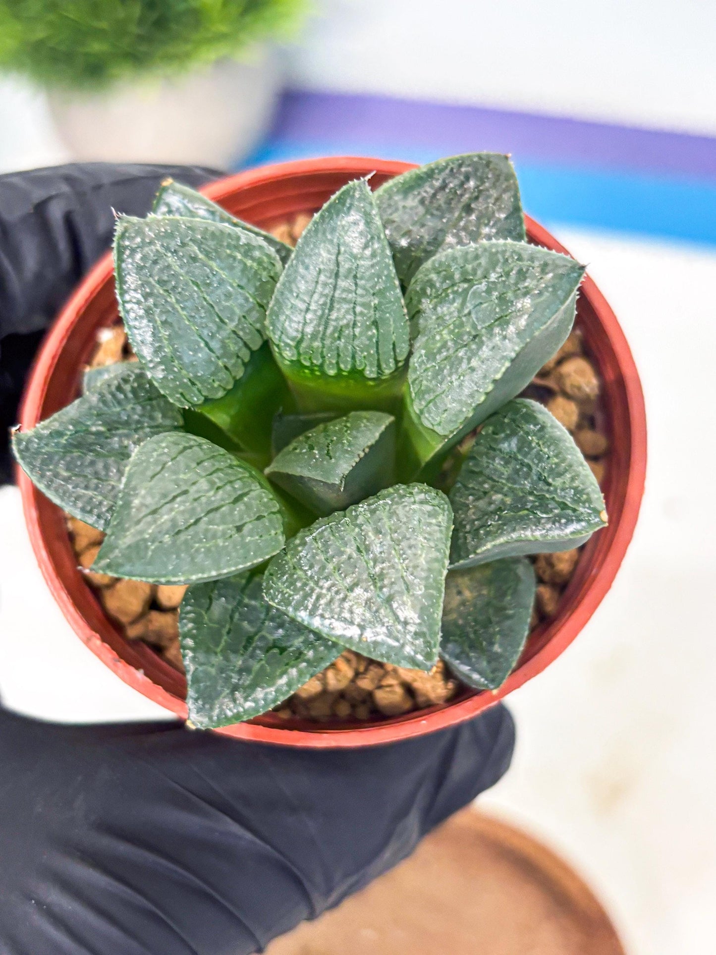 Haworthia Xianggua Dao (wa7) (g5) | Rare Import