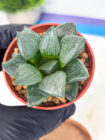 Haworthia Xianggua Dao (wa7) (g5) | Rare Import