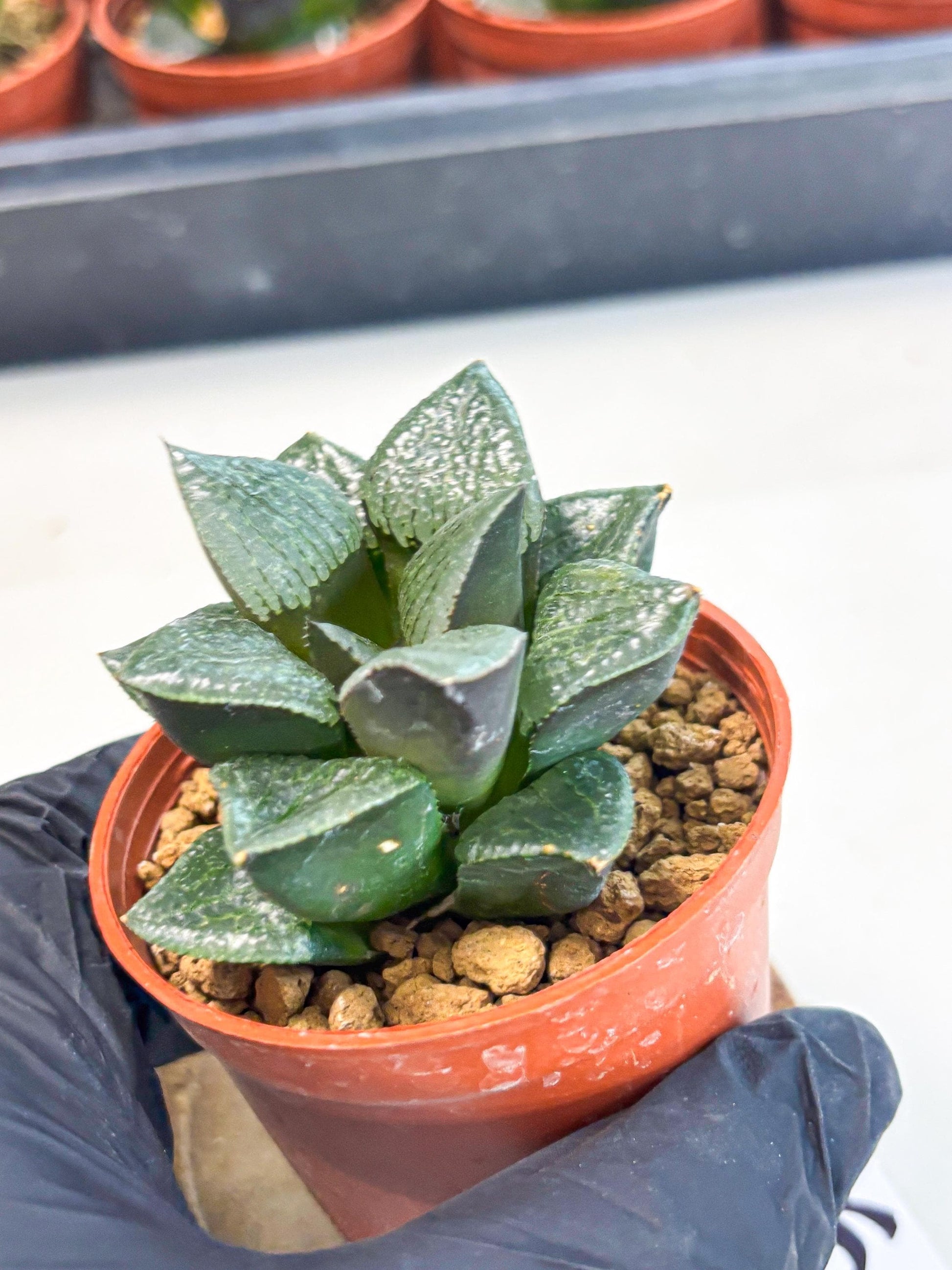 Haworthia Xianggua Dao (wa7) (6g) | Rare Import