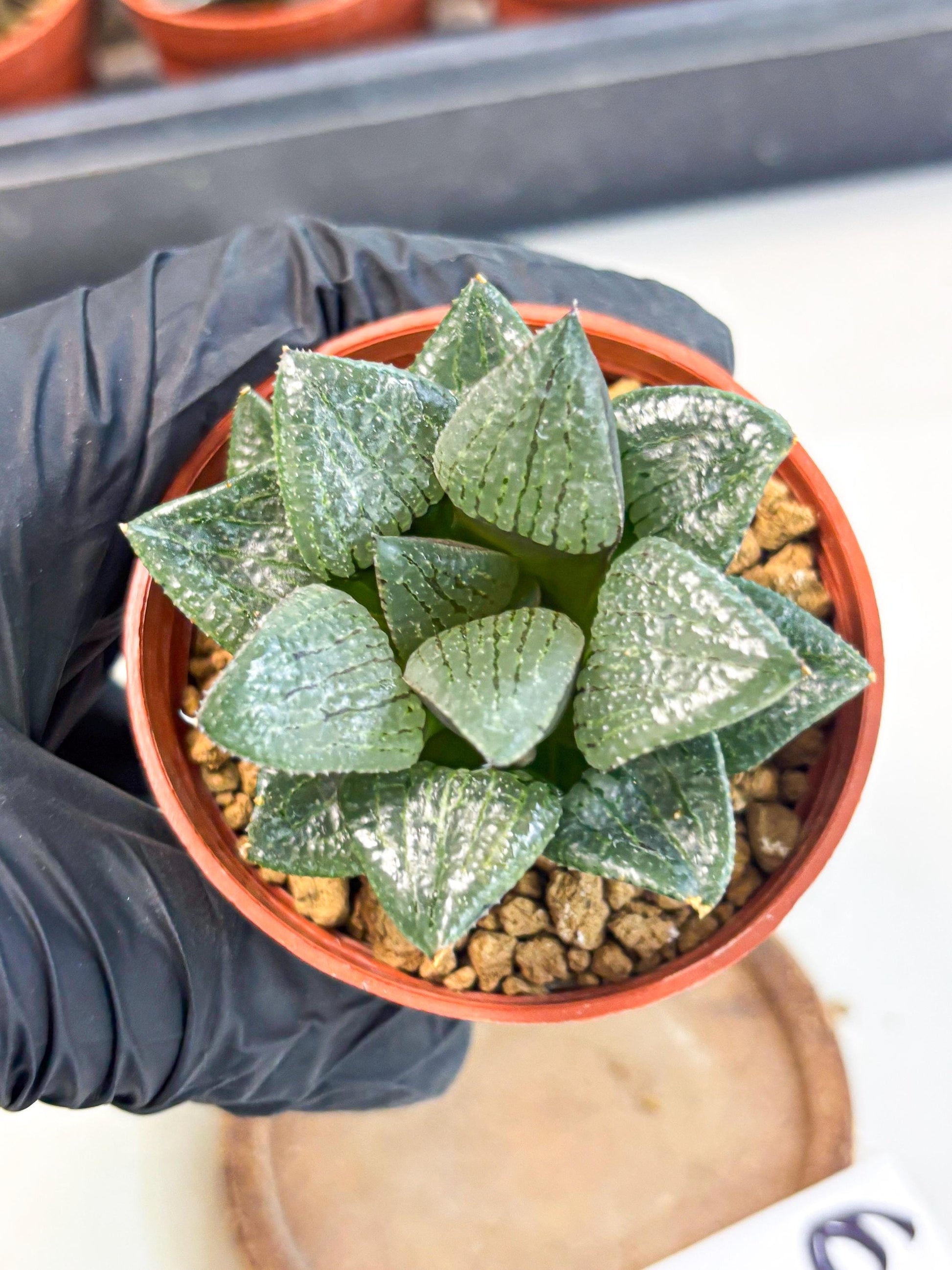 Haworthia Xianggua Dao (wa7) (6g) | Rare Import