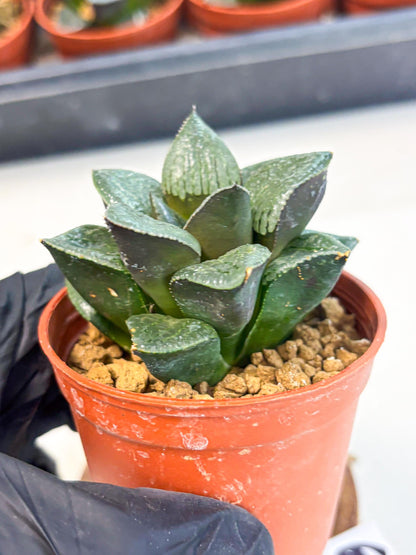 Haworthia Xianggua Dao (wa7) (6g) | Rare Import