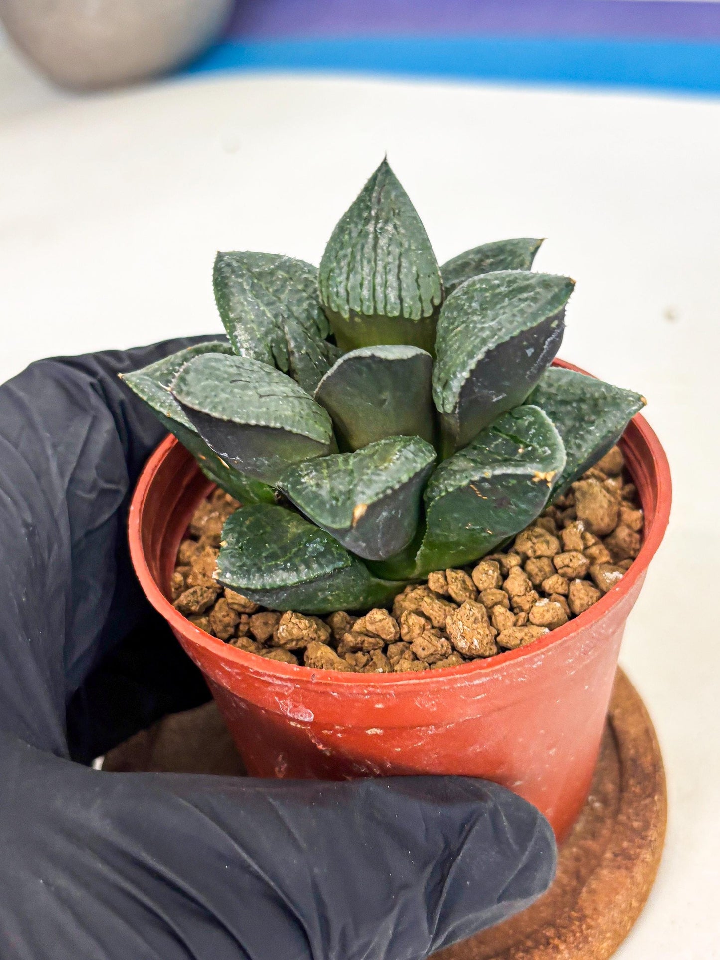 Haworthia Xianggua Dao (wa7) (6g) | Rare Import
