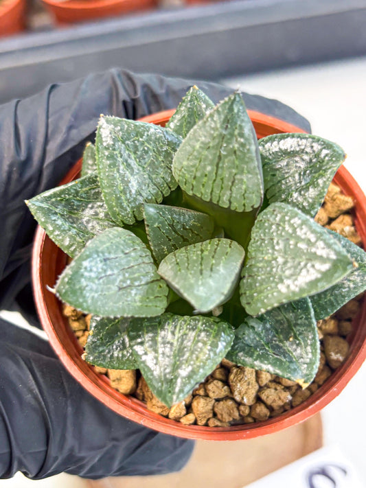 Haworthia Xianggua Dao (wa7) (6g) | Rare Import