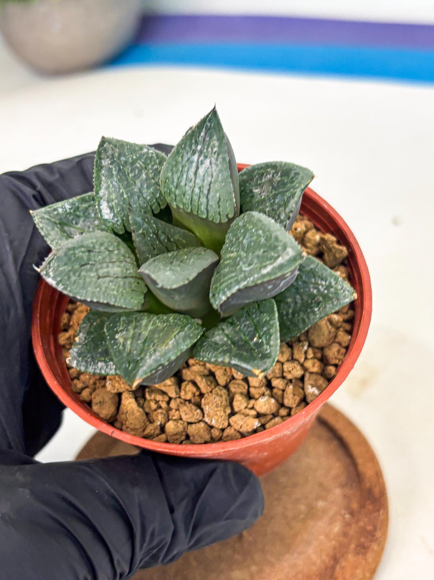 Haworthia Xianggua Dao (wa7) (6g) | Rare Import