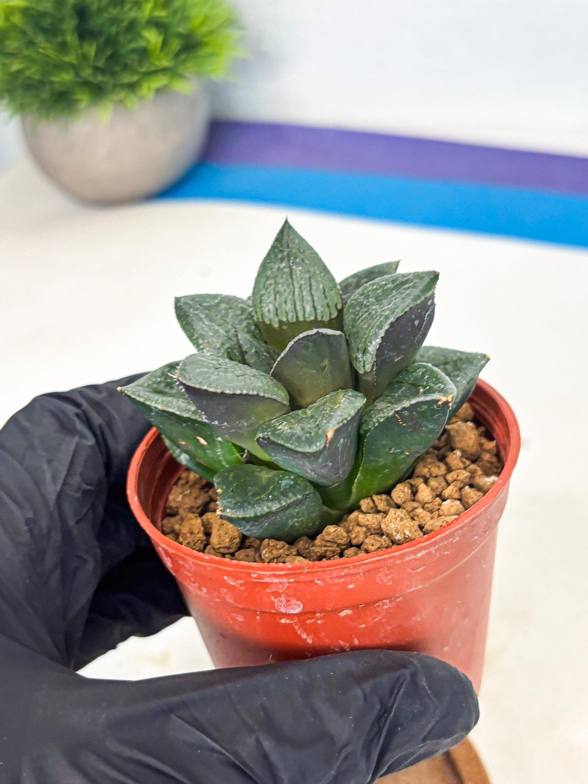 Haworthia Xianggua Dao (wa7) (6g) | Rare Import