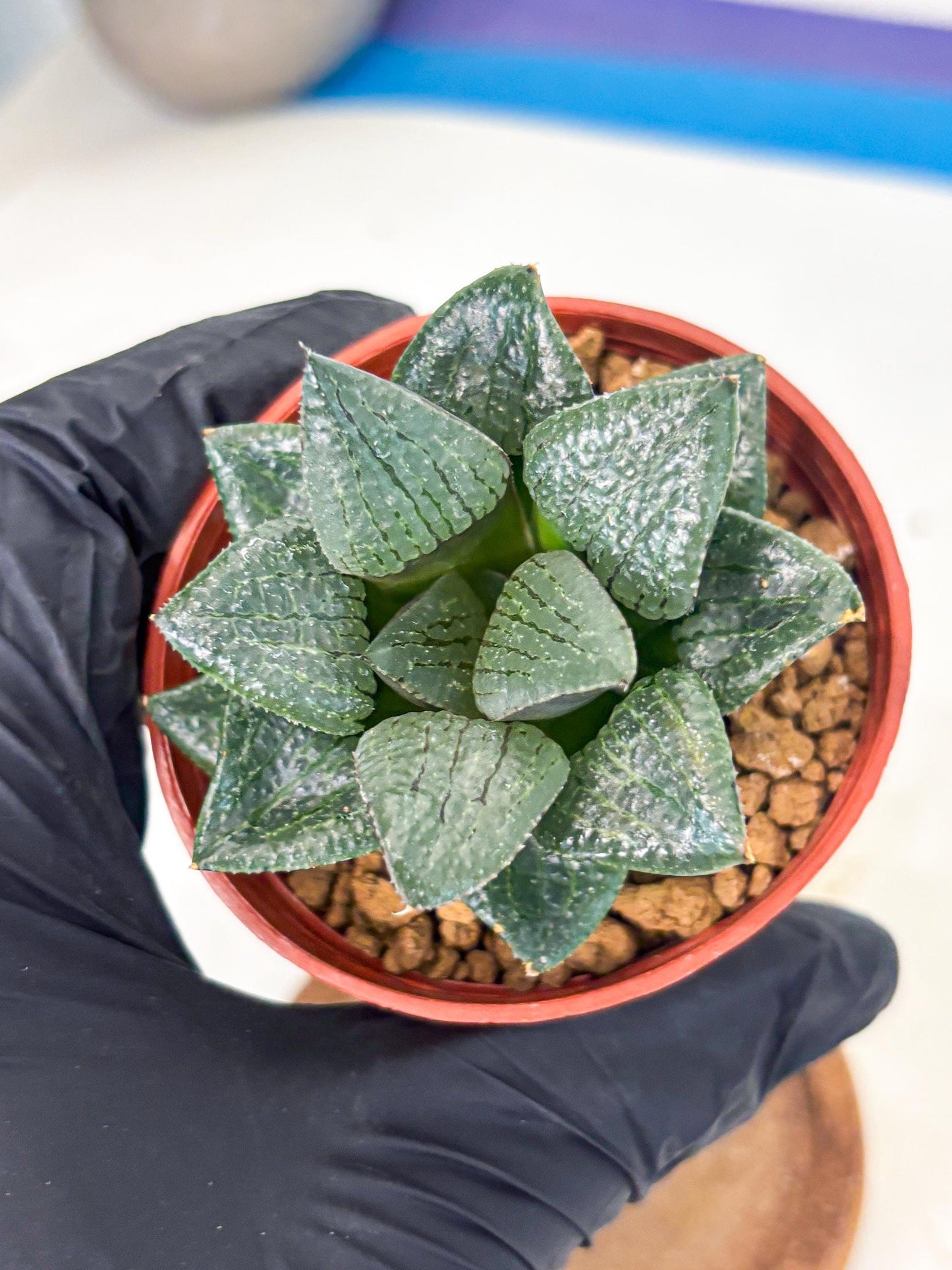 Haworthia Xianggua Dao (wa7) (6g) | Rare Import