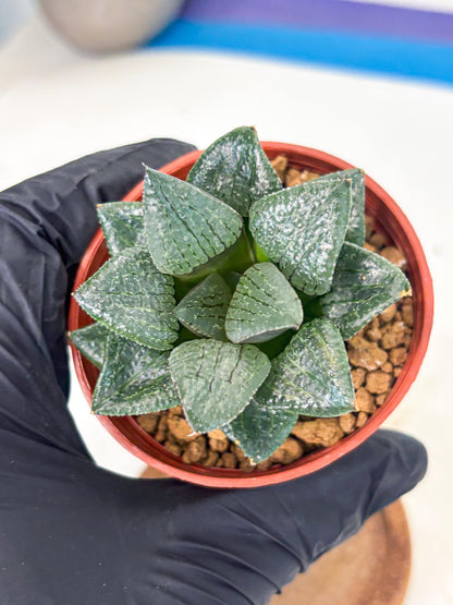 Haworthia Xianggua Dao (wa7) (6g) | Rare Import