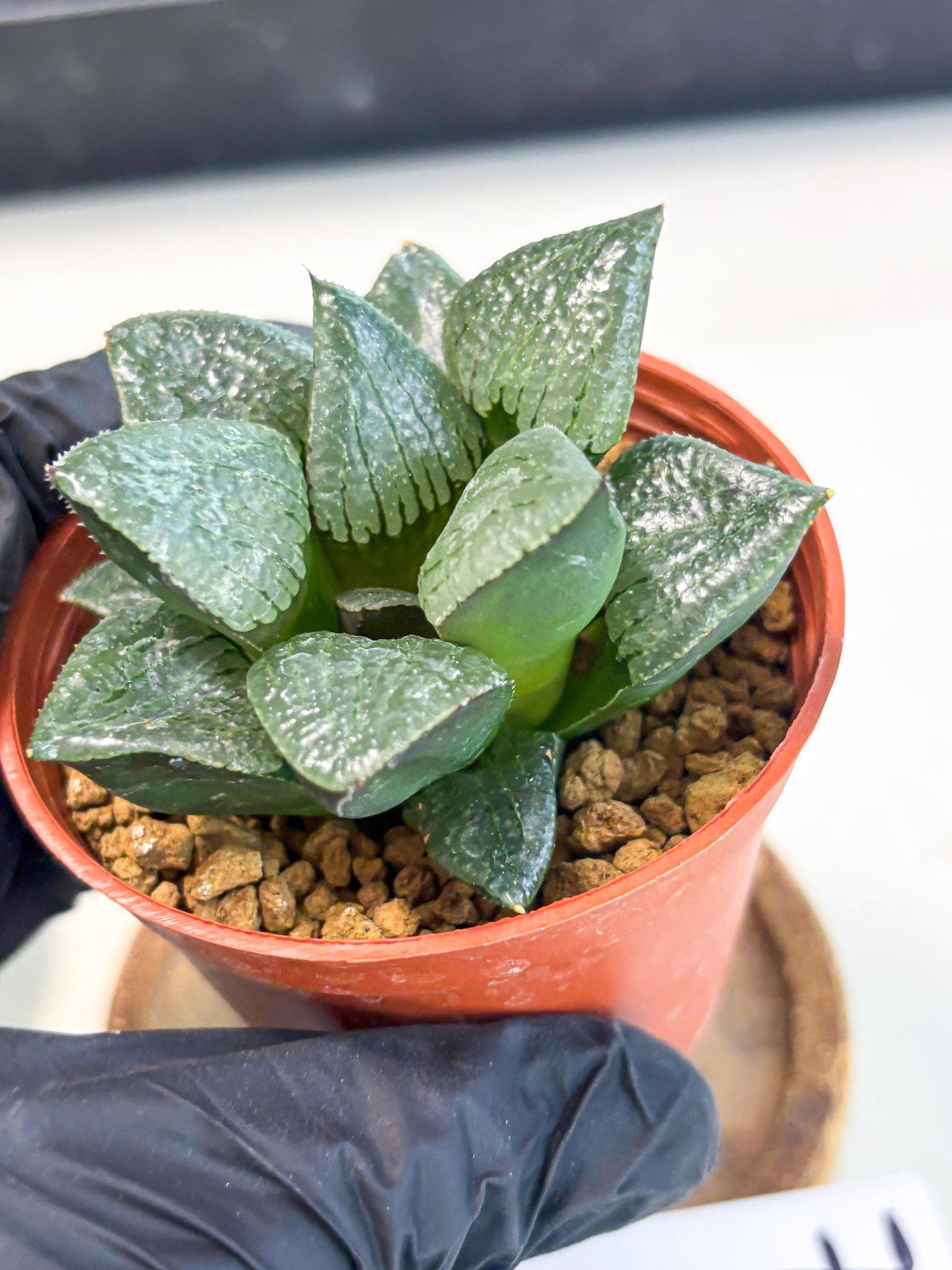 Haworthia Xianggua Dao (wa7) (g7) | Rare Import