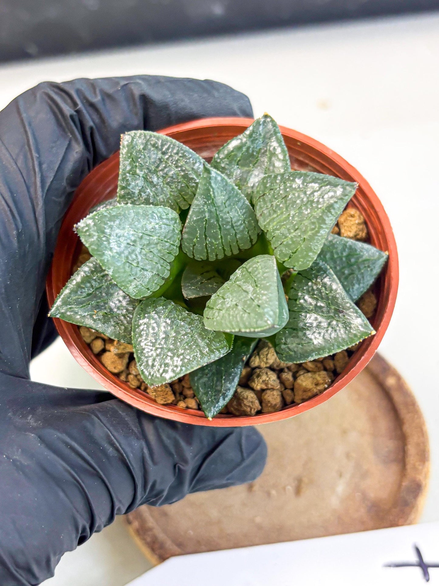 Haworthia Xianggua Dao (wa7) (g7) | Rare Import
