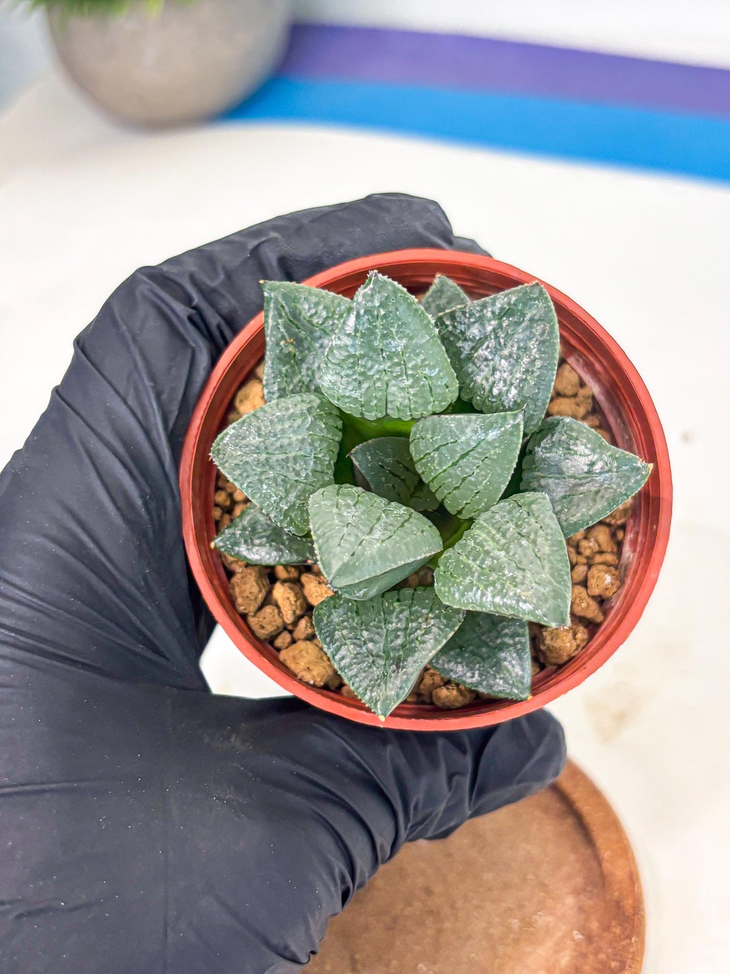 Haworthia Xianggua Dao (wa7) (g7) | Rare Import
