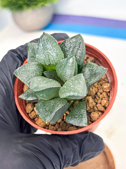 Haworthia Xianggua Dao (wa7) (g7) | Rare Import