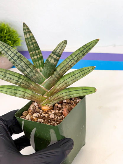 Sansevieria Pink Hand (xl1) (p) | Rare Hybrids