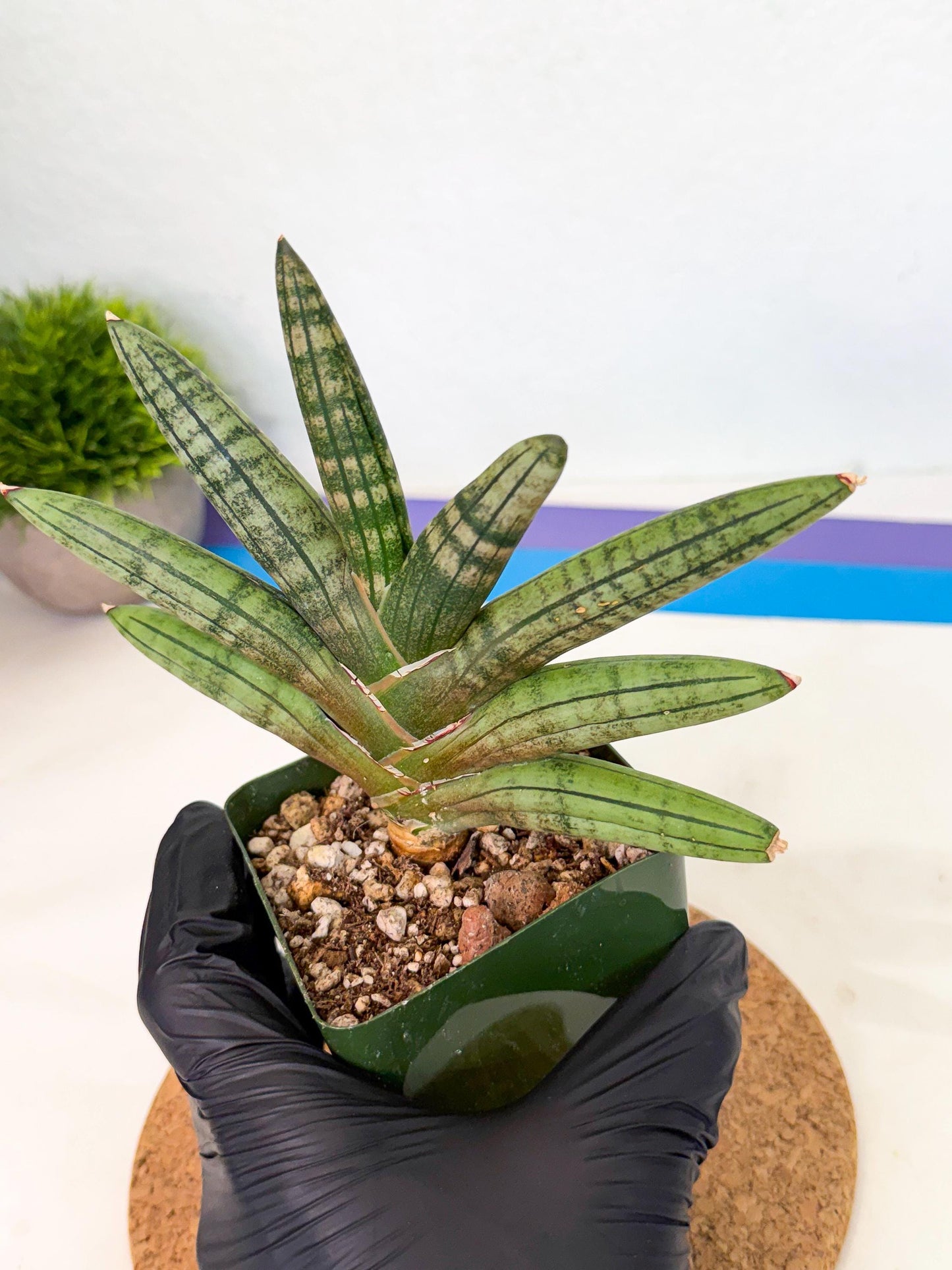 Sansevieria Pink Hand (xl1) (p) | Rare Hybrids