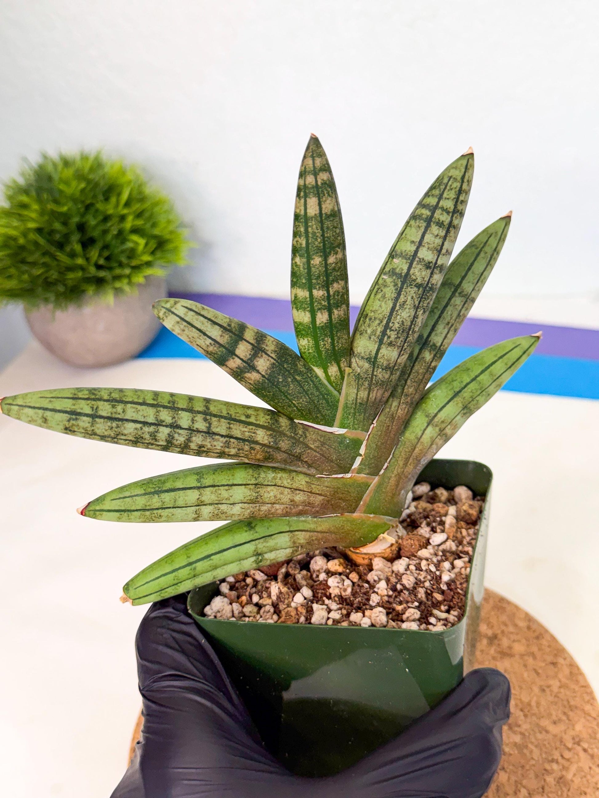 Sansevieria Pink Hand (xl1) (p) | Rare Hybrids
