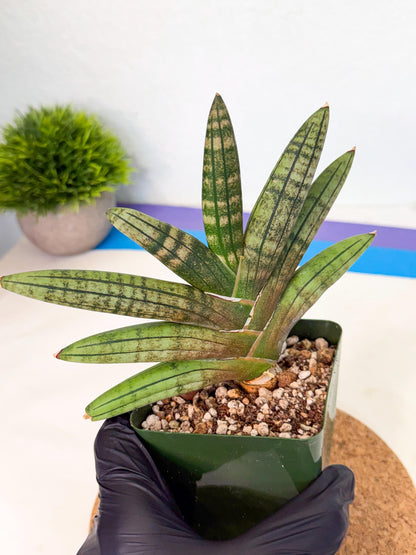 Sansevieria Pink Hand (xl1) (p) | Rare Hybrids