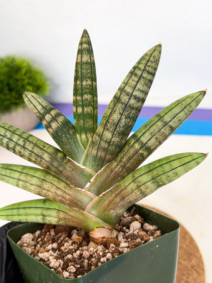 Sansevieria Pink Hand (xl1) (p) | Rare Hybrids