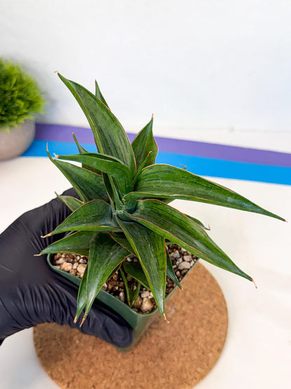 Sansevieria Zeleno Caj (xL1) (3) | Imported Plants